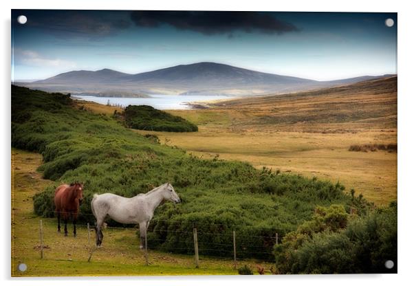 Horses at Port San Carlos Acrylic by Paul Davis