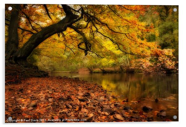 Nidd Gorge in Autumn Acrylic by Paul Davis