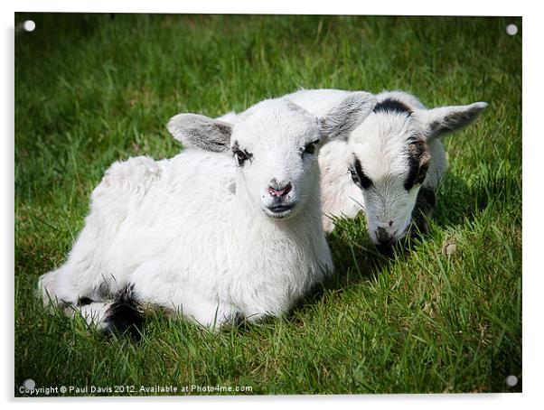 Two lambs Acrylic by Paul Davis