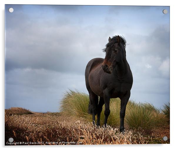 The Horse Acrylic by Paul Davis