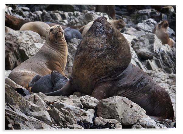 Sea lions Acrylic by Paul Davis