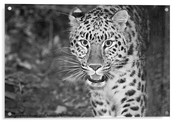 Prowling Leopard Acrylic by kelly Draper