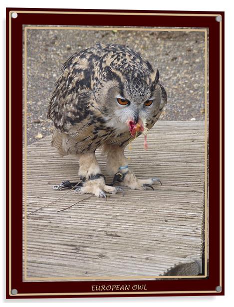 European Owl Eating A Chick Acrylic by kelly Draper