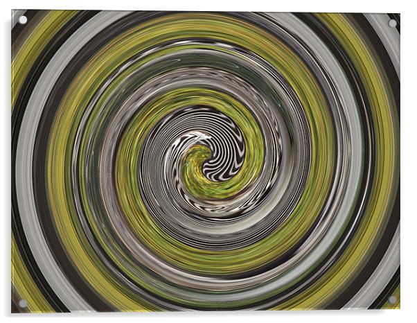 Zebra swirl Acrylic by kelly Draper