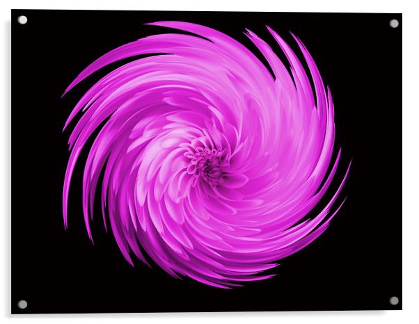Pink Flower Swirl Acrylic by kelly Draper