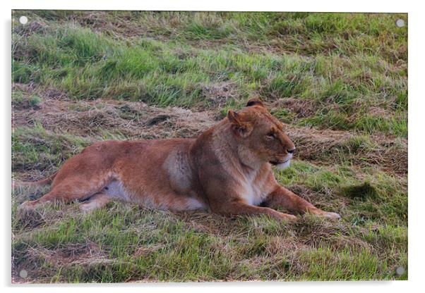 Lioness Watching Over Her Cubs Acrylic by kelly Draper