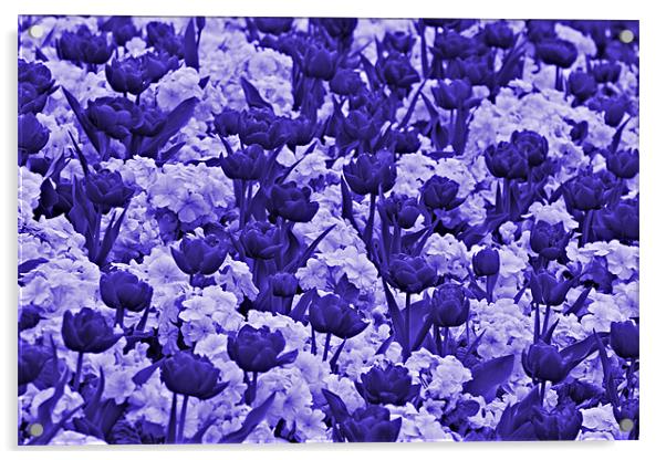 Sea Of Lilac & Purple Flowers Acrylic by kelly Draper