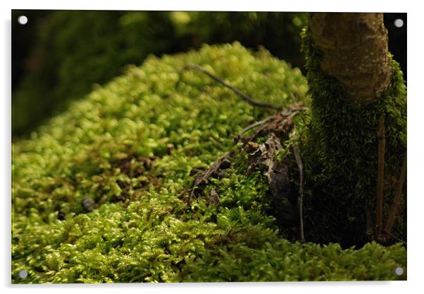 Rutland water moss Acrylic by Daniel Proud