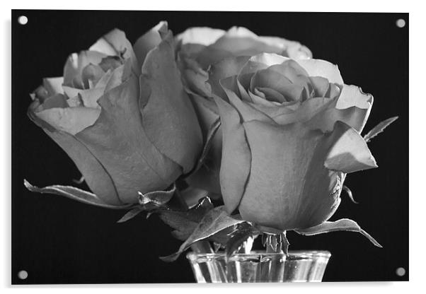 Black & White Rose Acrylic by Julie Speirs