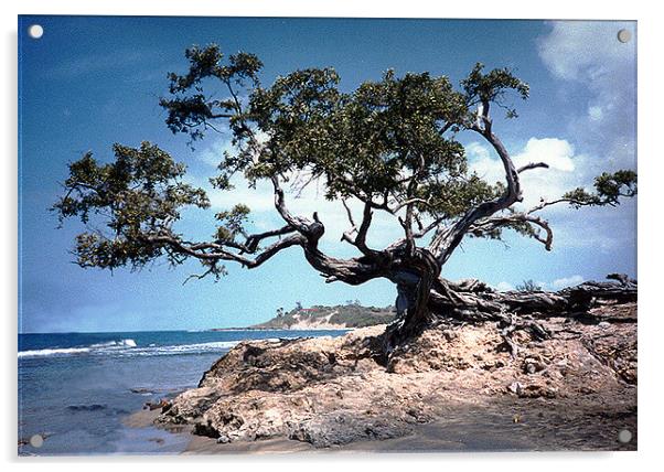 The Famous Tree at Treasure Beach Acrylic by james balzano, jr.