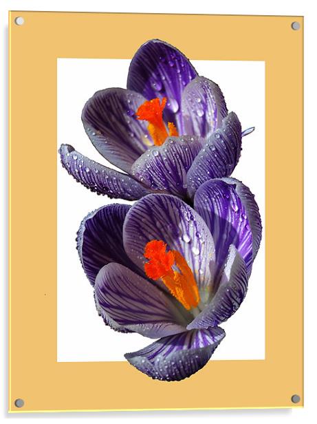 CROCUS Acrylic by james balzano, jr.