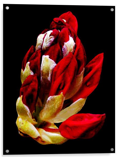 Rhodi Blossoms Acrylic by james balzano, jr.
