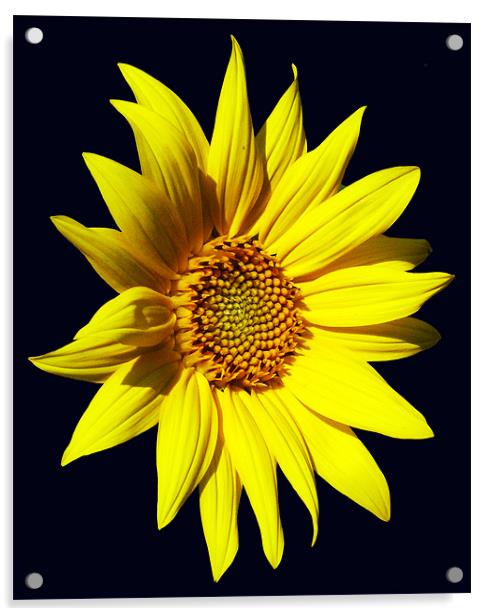 Glorious Sunflower Acrylic by james balzano, jr.