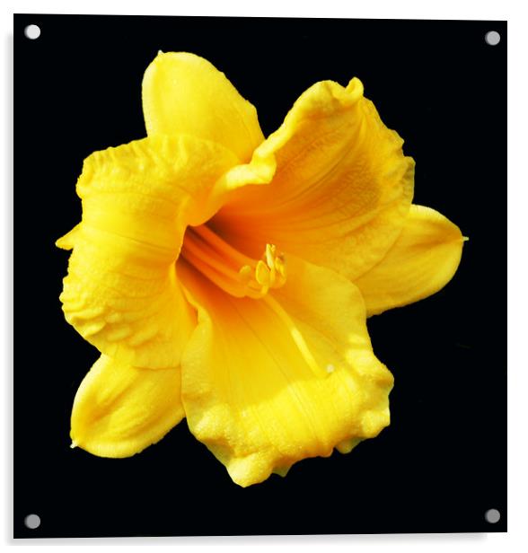 Autumn Daffodil Acrylic by james balzano, jr.