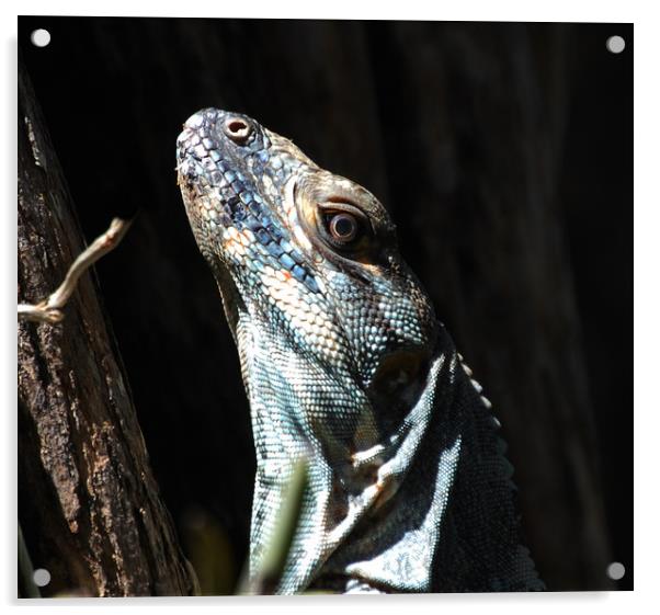 Close Up Lizard Acrylic by james balzano, jr.