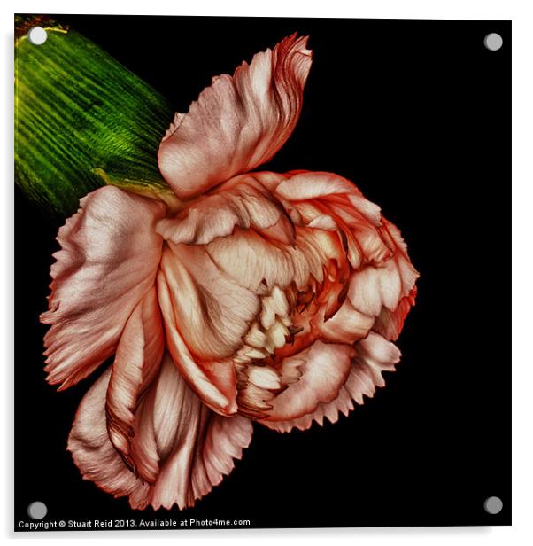 Pink Carnation Acrylic by Stuart Reid