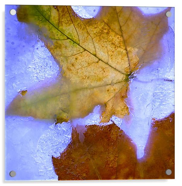Autumn on the Rocks Acrylic by Stuart Reid