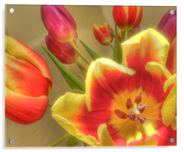 Tulips 2 Acrylic by Stuart Reid