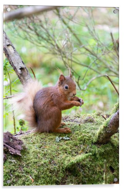 Red Squirrel Enjoying a Nut Acrylic by Stuart Jack
