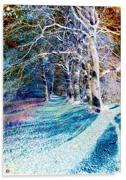 Enchanted Woodland Path Acrylic by Stuart Jack