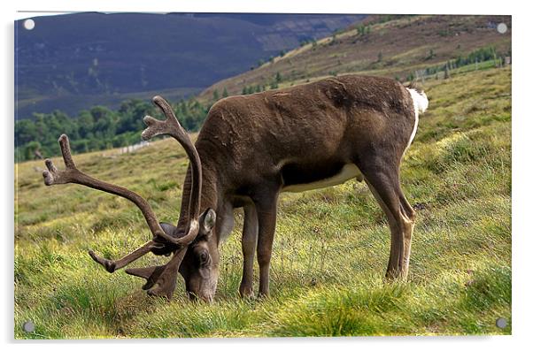 Graceful Highland Reindeer Acrylic by Stuart Jack