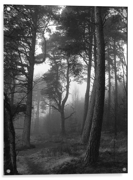 Woodland mist Acrylic by Stuart Jack