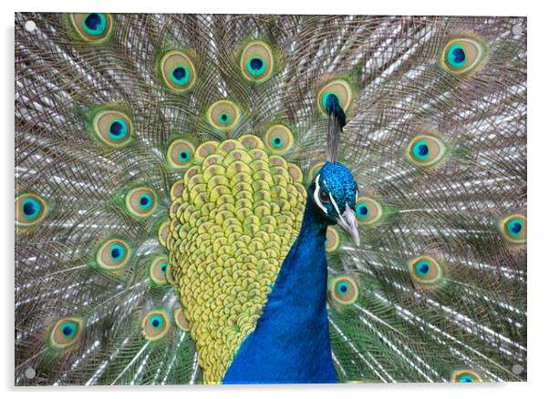 The Mesmerizing Peacock Display Acrylic by Stuart Jack