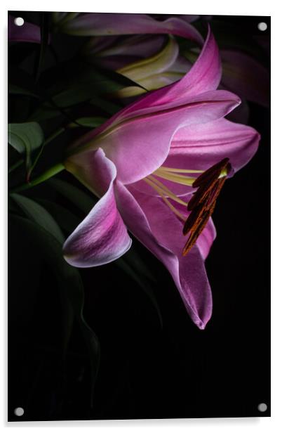 Pink Lilly in Morning Dew Acrylic by Stuart Jack