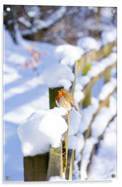 Cheeky Red Robin Resting on Snowy Fence Acrylic by Stuart Jack
