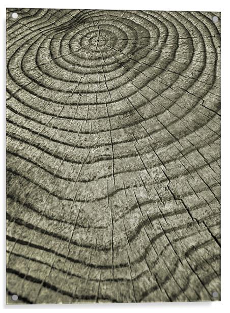 history of a tree Acrylic by Heather Newton