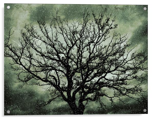 blizzard tree Acrylic by Heather Newton