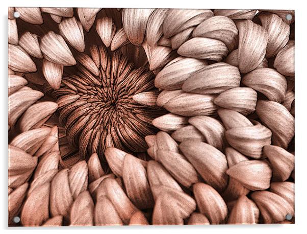 graphic chrysanthemum Acrylic by Heather Newton