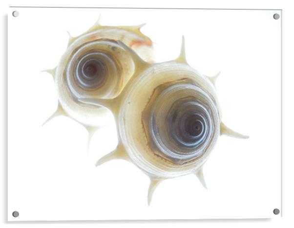 spiral shells 3 Acrylic by Heather Newton