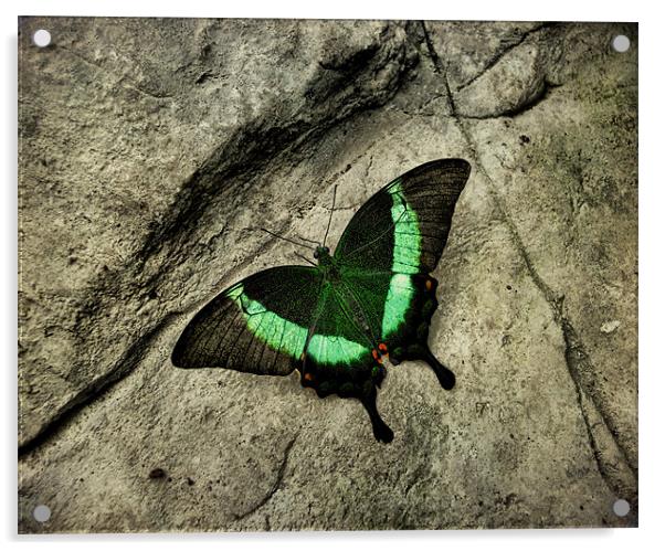 Emerald Swallowtail Acrylic by Heather Newton