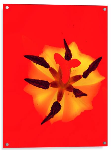 bright tulip Acrylic by Heather Newton