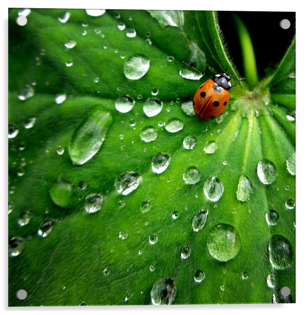ladybird on a rainy day Acrylic by Heather Newton