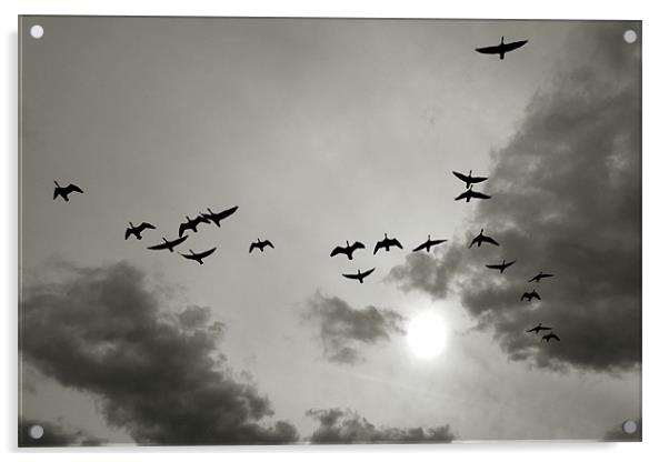 wild goose chase Acrylic by Heather Newton