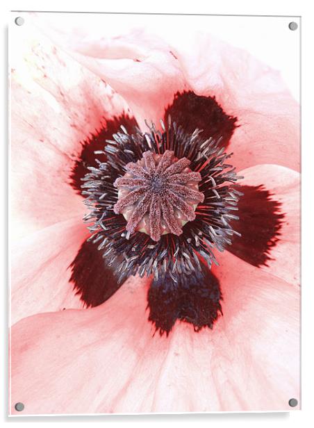 pink petals Acrylic by Heather Newton