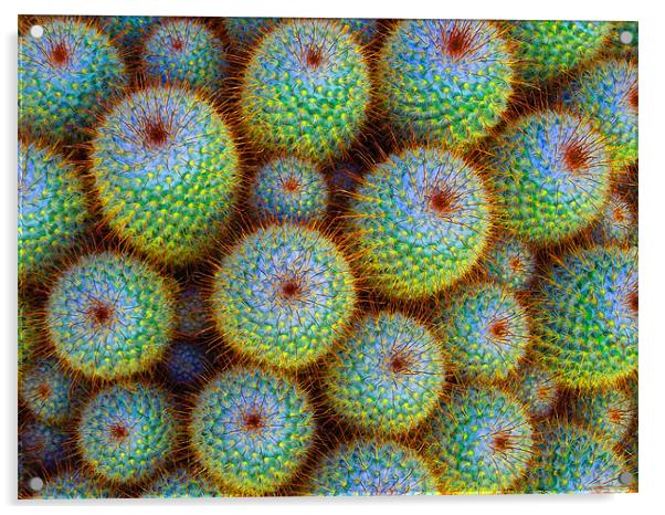 neon cacti Acrylic by Heather Newton