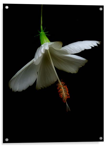 white hibiscus Acrylic by Heather Newton