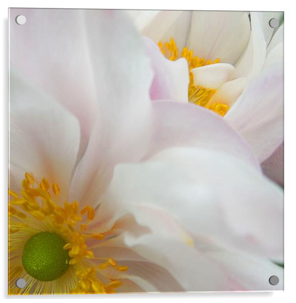 pink anemones Acrylic by Heather Newton