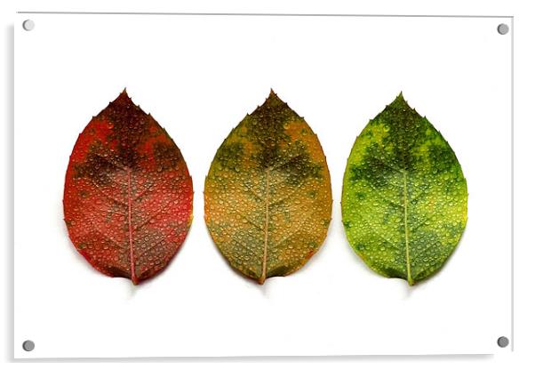 red, amber and green (3 leaves) Acrylic by Heather Newton