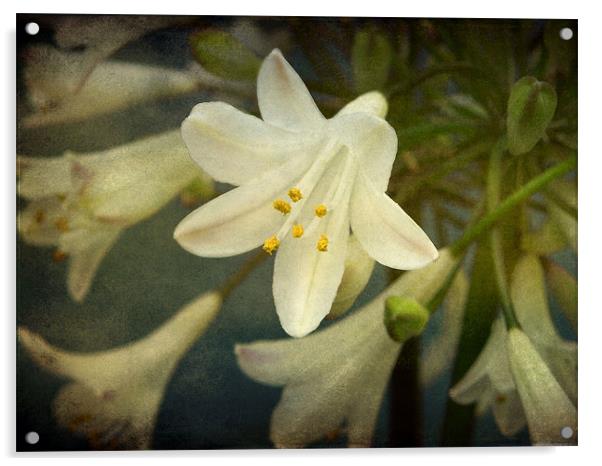 little white flower Acrylic by Heather Newton