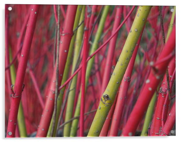 red and green stems Acrylic by Heather Newton