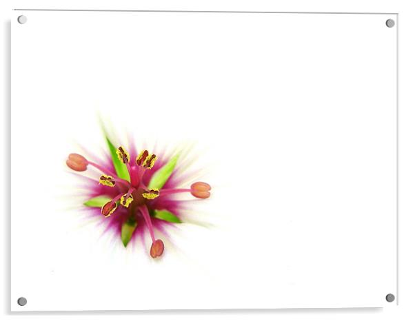 tiny bouquet Acrylic by Heather Newton