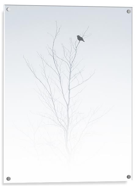 solitary songbird Acrylic by Heather Newton