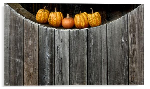 5 little pumpkins Acrylic by Heather Newton