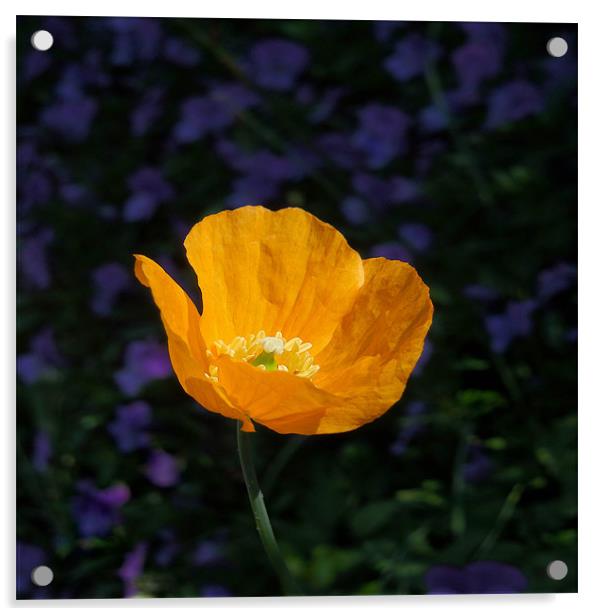 amber poppy Acrylic by Heather Newton