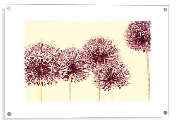 pale pink alliums Acrylic by Heather Newton