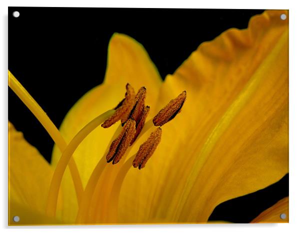 golden lily Acrylic by Heather Newton